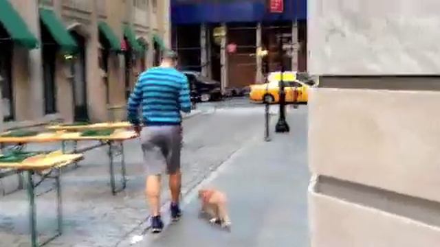 Cat on a leash - Vito Vincent the cat - A Walk Home, Episode 1 смотреть онлайн