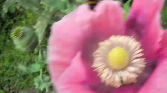Bee's getting high on opium смотреть онлайн