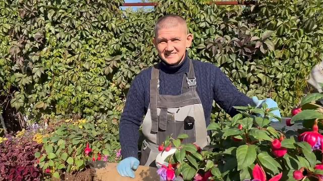 фуксия подготовка к зиме смотреть онлайн