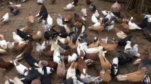 Несколько слов о признаках вертячки (болезнь Ньюкасла).