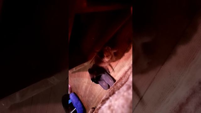 Моя кошка Клеопатра в 20 году