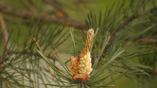 Ничто не отлучит меня от любви Твоей 18.02.2015 смотреть онлайн