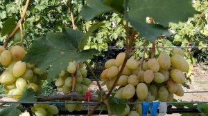 виноград Буба