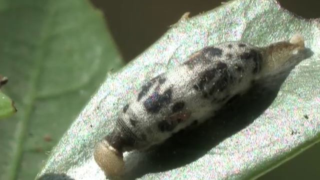 Ichneumonidae : Hyposoter Rhodocerae Parasitizes The Genus Gonepteryx