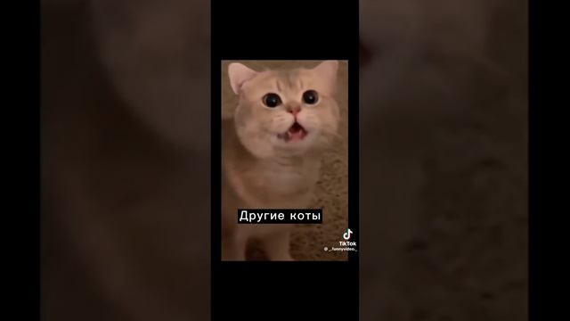 мяу смотреть онлайн