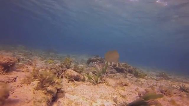 Reef-cruising In Roatan