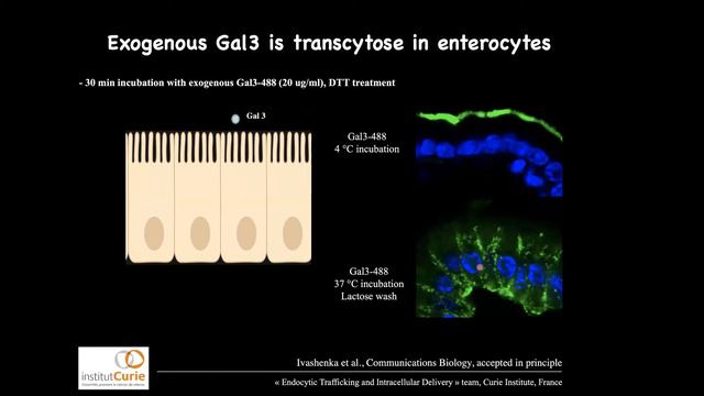 GlycoSL-dependent construction of endocytic pits for polarized protein distribution in cells смотреть онлайн