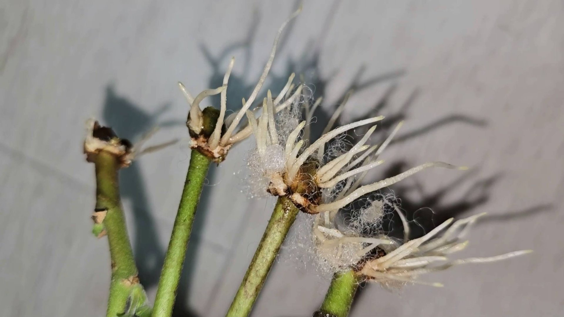 ЖАЛЕЮ, ЧТО не укореняла ГЕРАНЬ так раньше бюджетно, дешево и сердито появляются корни смотреть онлайн