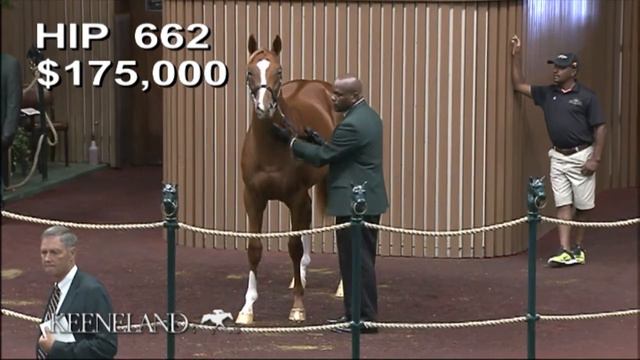 Solomini as a Keeneland September Yearling смотреть онлайн