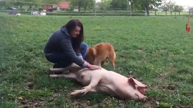 Gegen Massentierhaltung: In Dörnberg leben Schweine artgerecht смотреть онлайн