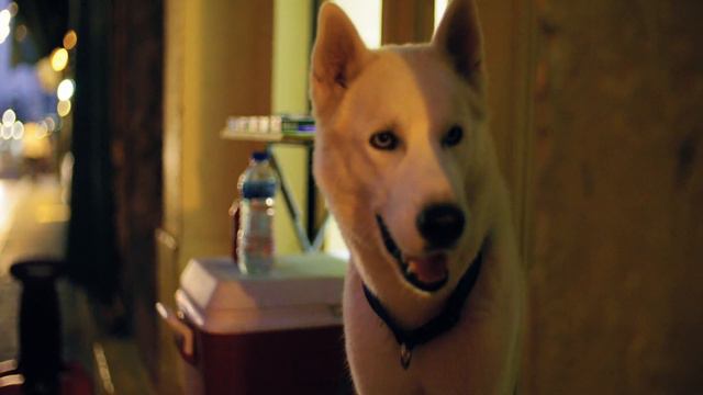 Mi Perro Amigo - Rafael Farina (Karaoke desvocalizado, tono original) смотреть онлайн