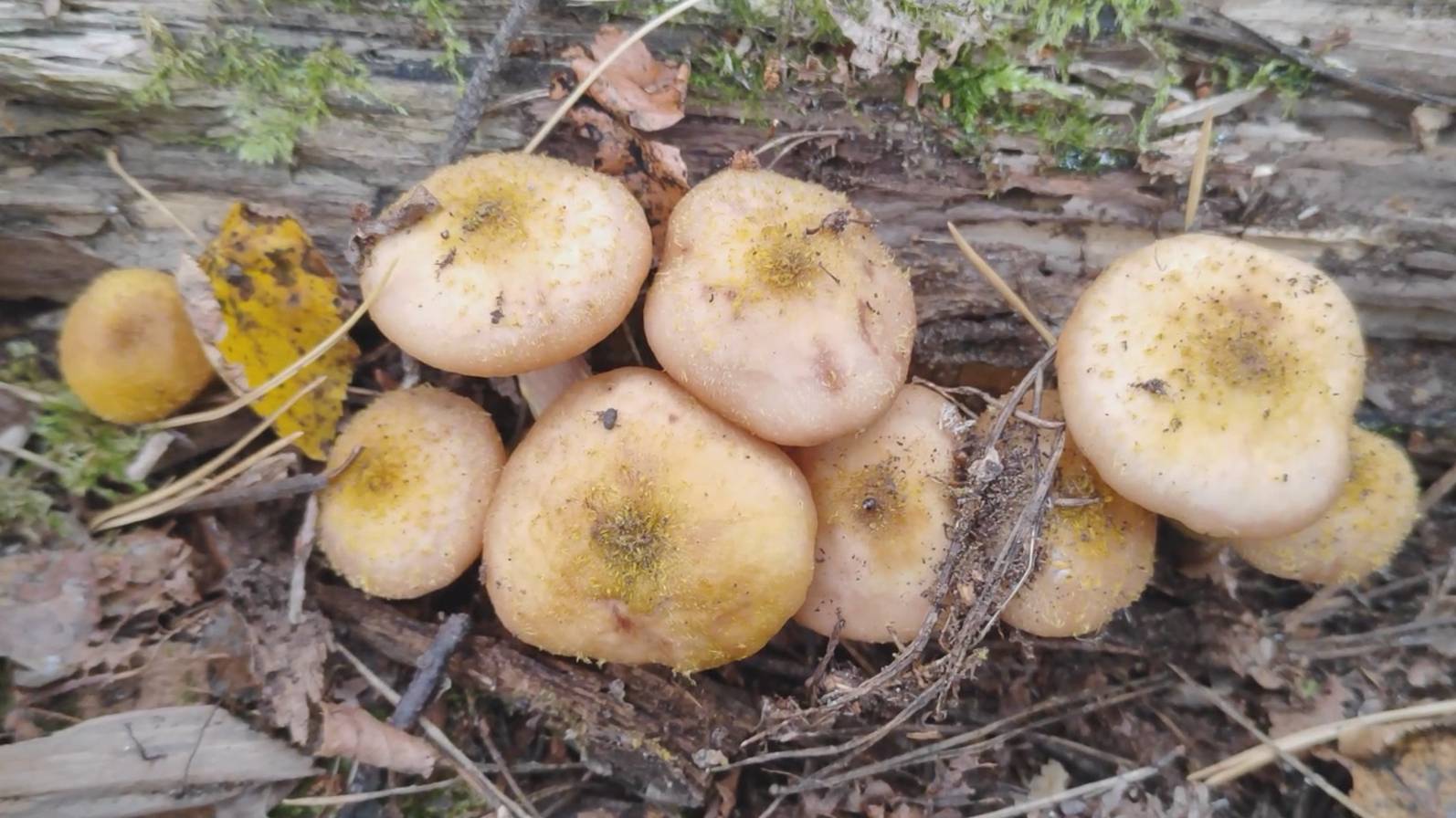 Первые опята смотреть онлайн