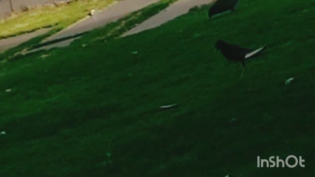 Success Story Of Shahzad Ahmed Mirza | Online Earning | GBOB Full Course | Adil Jatt | Interview смотреть онлайн