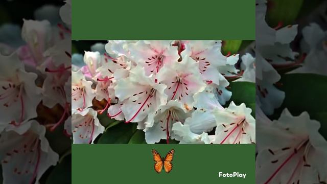 Иволга . ВИА Орион . смотреть онлайн