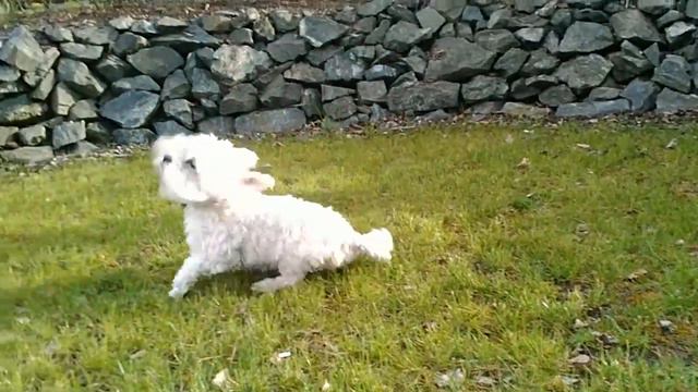 Pes honící si ocásek смотреть онлайн