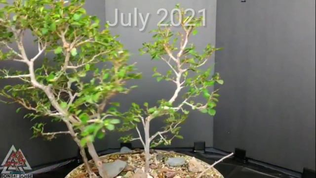 Siberian Elm Bonsai - Air Layer & New Forest Of Cuttings
