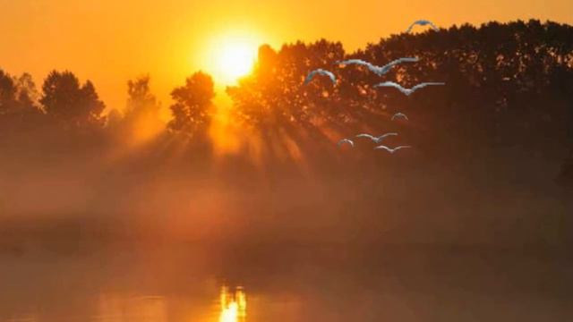 ЖУРАВЛИ смотреть онлайн