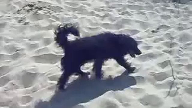 Ralphie goes to Cleethorpes смотреть онлайн