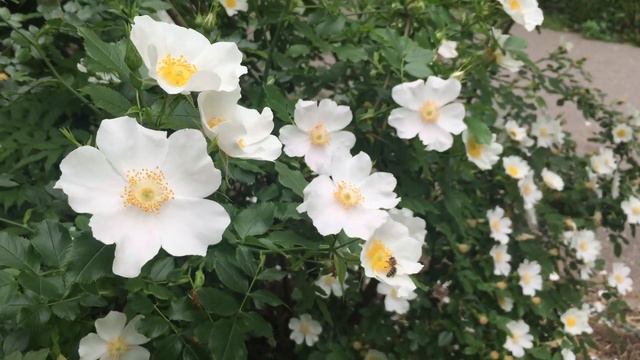 Valsul Rozelor. Tudor Gheorghe / Relaxing music смотреть онлайн