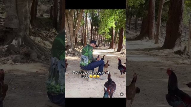 Десированые петухи и курицы смотреть онлайн