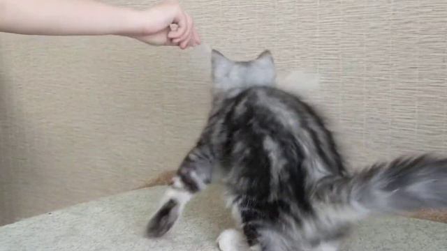 Вайнона смотреть онлайн