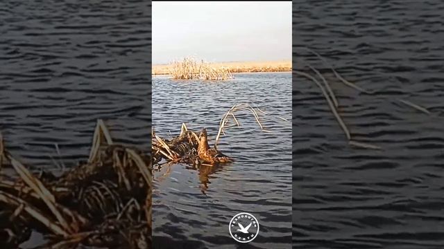 Моя лучшая подсадная утка для охоты смотреть онлайн