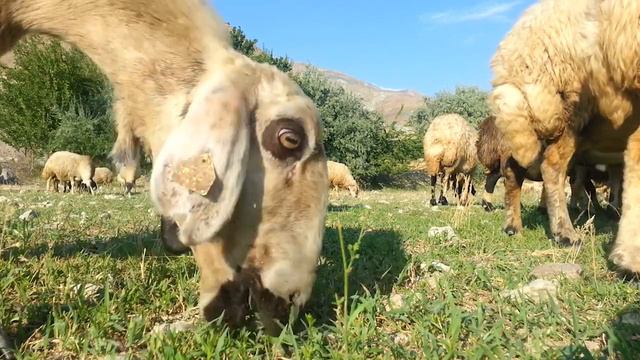 Farm animals for kids - Vocabulary for kids __ Learn English смотреть онлайн