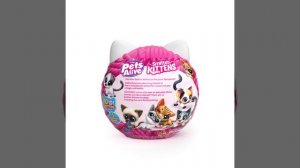 Pets Alive_Simitten Kittens_20220630 9541