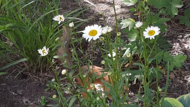 Анонс! смотреть онлайн