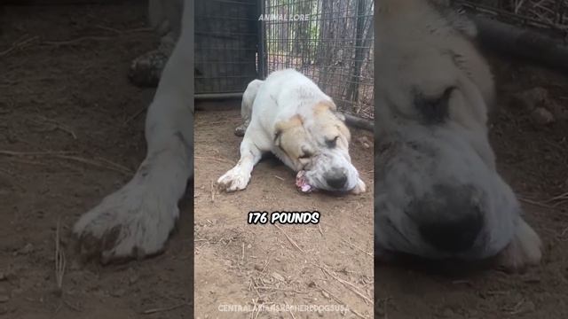 Discover Central Asian Shepherd Dog “Alabai”a Very Cute Dog Breed