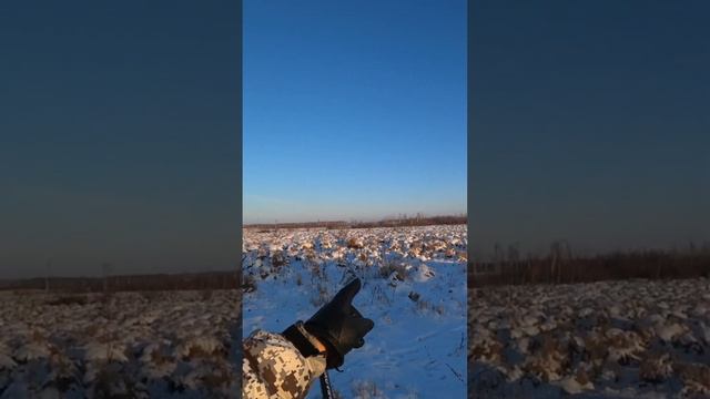 Охота на куропатку в декабре 2022 смотреть онлайн