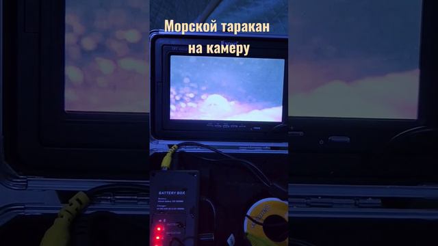 Морской таракан в объективе подводной видеокамеры. #зимняярыбалка #морскойтаракан #финскийзалив смотреть онлайн