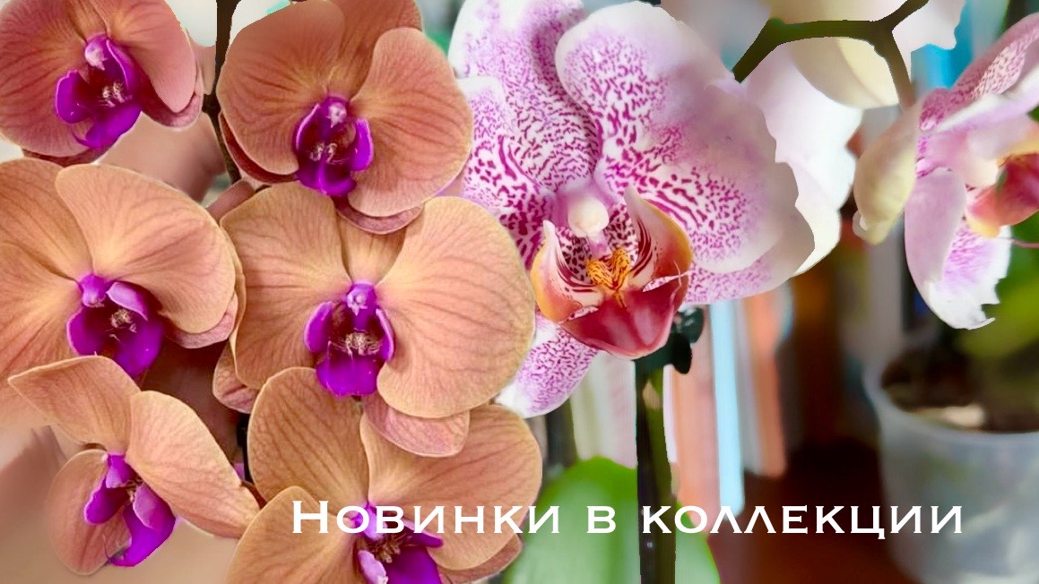 Новинки орхидей в коллекции от Орхомир, Санкт-Петербург #phal #orchids #распаковка #орхидеявеснушкаб смотреть онлайн