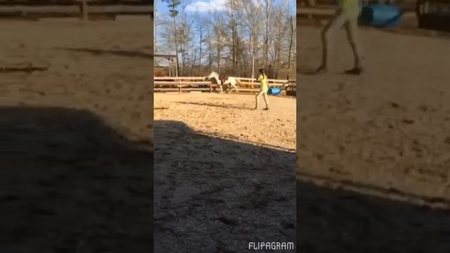 4 yo old Project Mare смотреть онлайн
