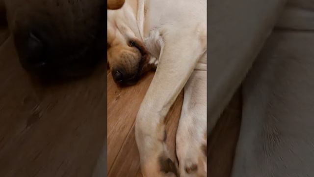 Моя собака жутко храпит смотреть онлайн