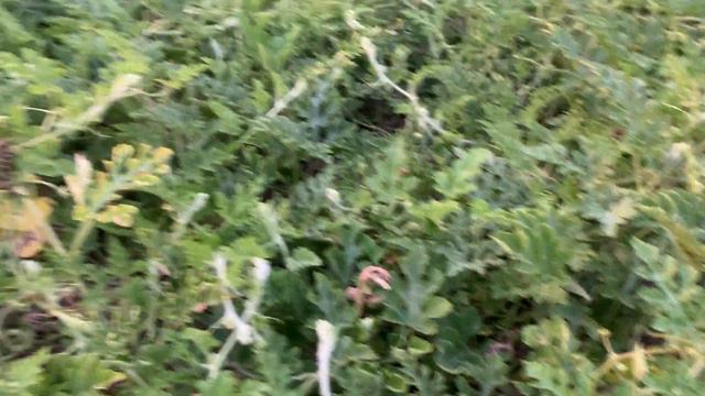 Арбузы 🍉 на 2 августа 2023 арбузы прут . смотреть онлайн