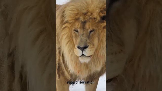 Из-за аномального снегопада в Южной Африке люди начали лепить снеговиков и пробуют ездить на лыжах, смотреть онлайн