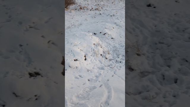 Охота. Очень много зайца смотреть онлайн