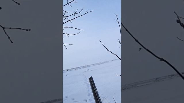 Вот это стрельба!!! Охота на ворону #охота #hunting #оружие #shorts смотреть онлайн