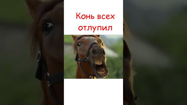 Кунг-фу жеребец 🐎 #shots #фильм #комедия #кино #джекичан #online #лошади #ksufilm #драка смотреть онлайн
