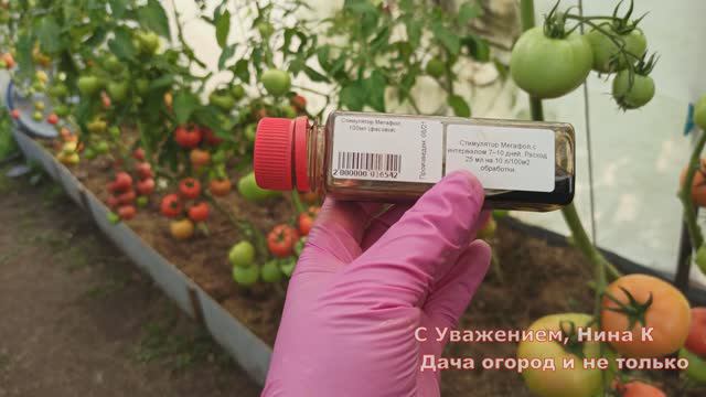 ТОМАТЫ ХОРОШЕЮТ НА ГЛАЗАХ! ОПРЫСКИВАЮ КУСТЫ ТОМАТОВ В АВГУСТЕ И СЕНТЯБРЕ. Помидоры плодоносят до мор смотреть онлайн