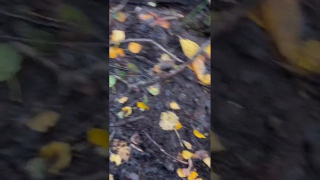 Автомат ППШ на дне воронки. смотреть онлайн