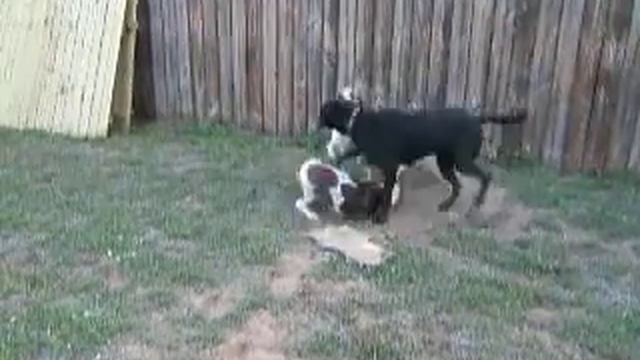 Basset vs dane mix part 1 смотреть онлайн
