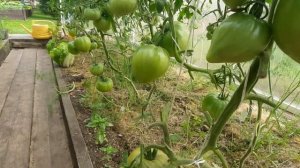 Макушки томатов светло-зеленого цвета. Нужно подкормить