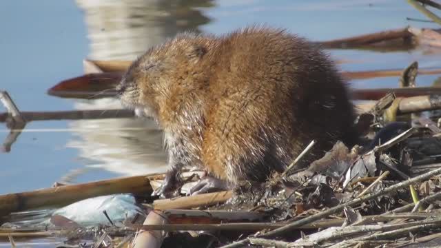 Мир вокруг нас