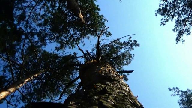 BACH & Indian Summer :) BWV 825: Sarabande. Rafał Blechacz! смотреть онлайн