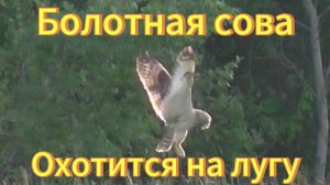 Болотная сова на охоте. Птицы Новосибирской области. Пригород Новосибирска. Бёрдвотчинг.