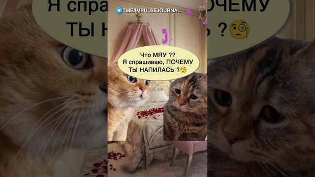 Женские будни #мыкотики #вмем #разговор #анекдот #шутки #кот #юмор #смешное #прикольно #мемы #cat смотреть онлайн
