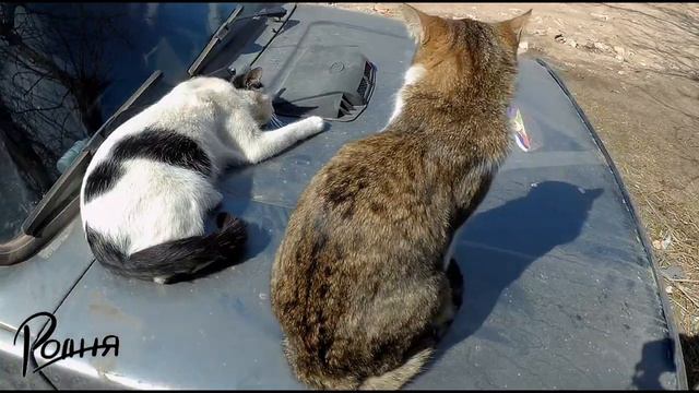 Боевые коты захватили Ниву смотреть онлайн