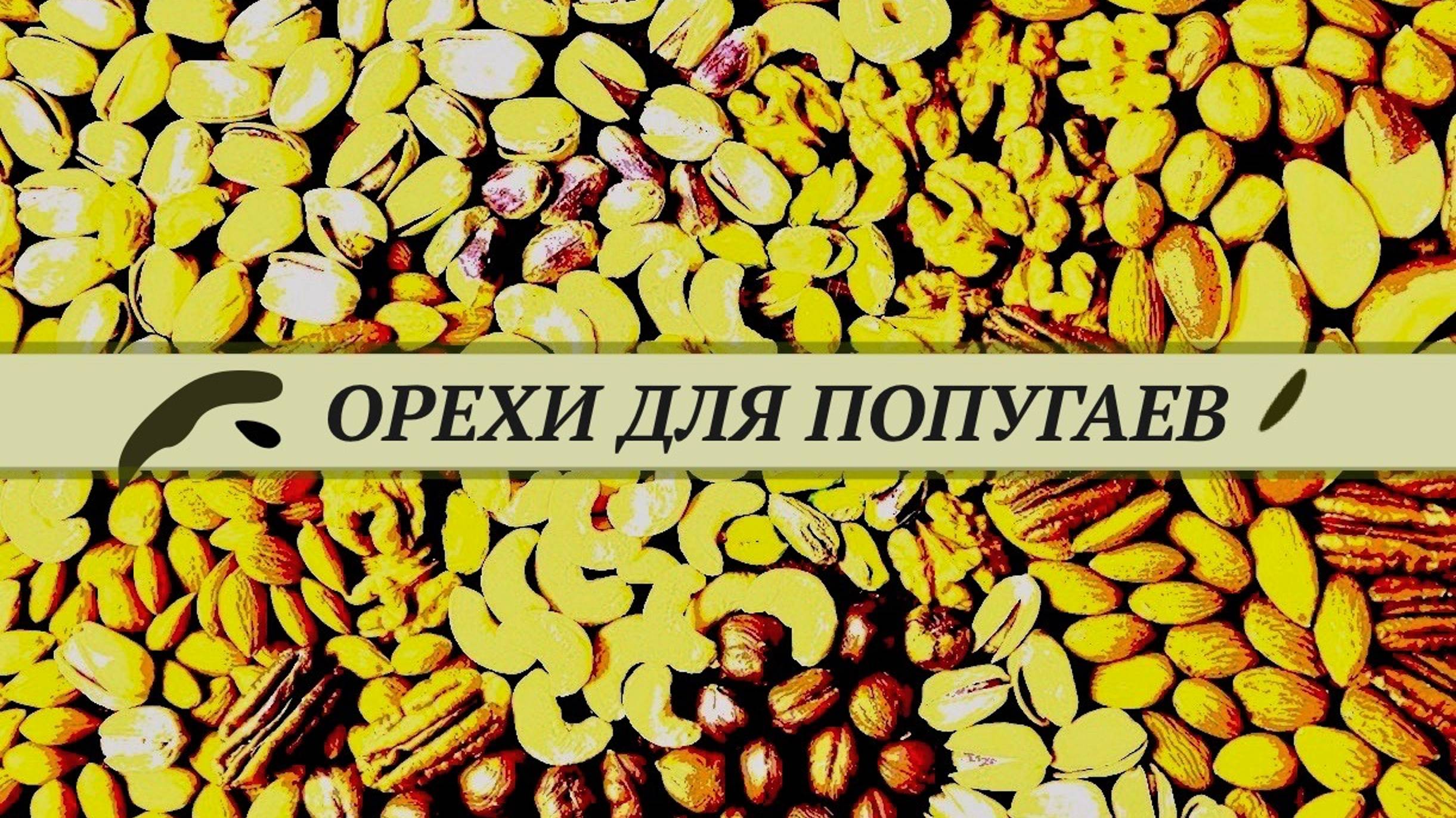 Орехи для попугаев. Какие, как, сколько можно давать орехов попугаям.